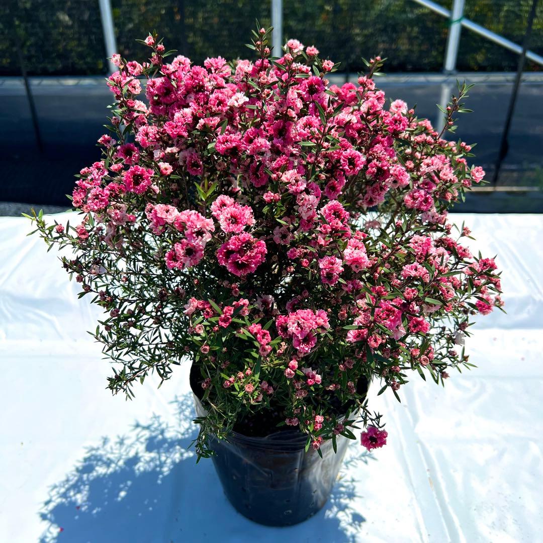 【マヘ】ギョリュウバイ　御柳梅　レプスペルマム　5本セット