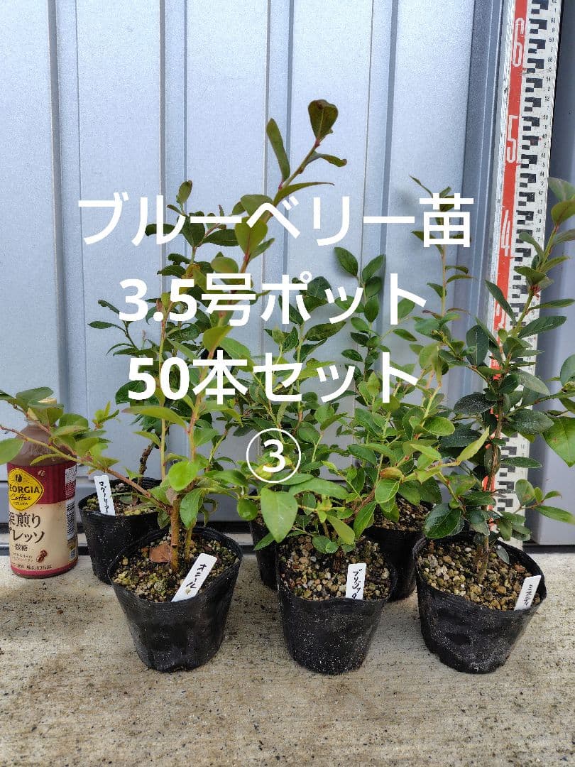 ブルーベリー苗3.5号ポット50本セット③