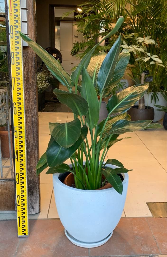 ストレリチア レギネ ファイバー鉢 お皿付き