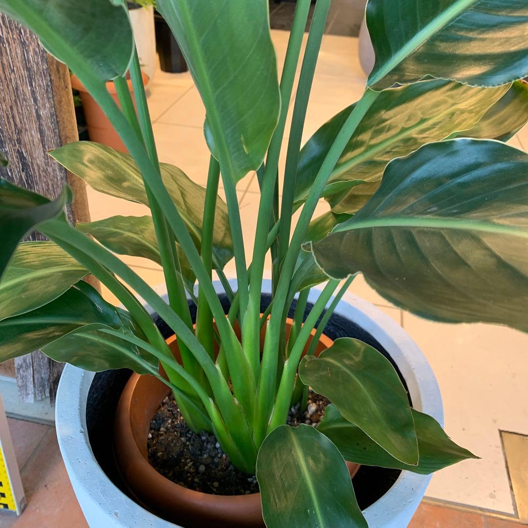 ストレリチア レギネ ファイバー鉢 お皿付き