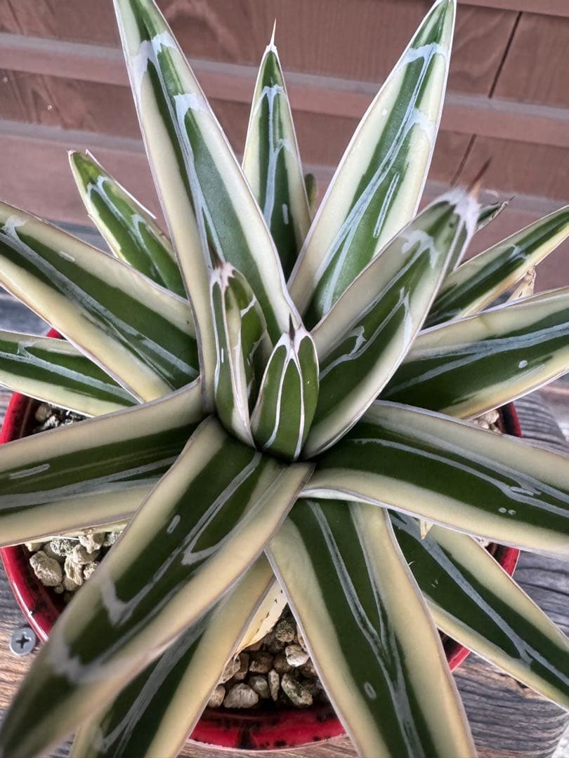 アガベ Agave victoriae-reginae 'Hyouzan' 245