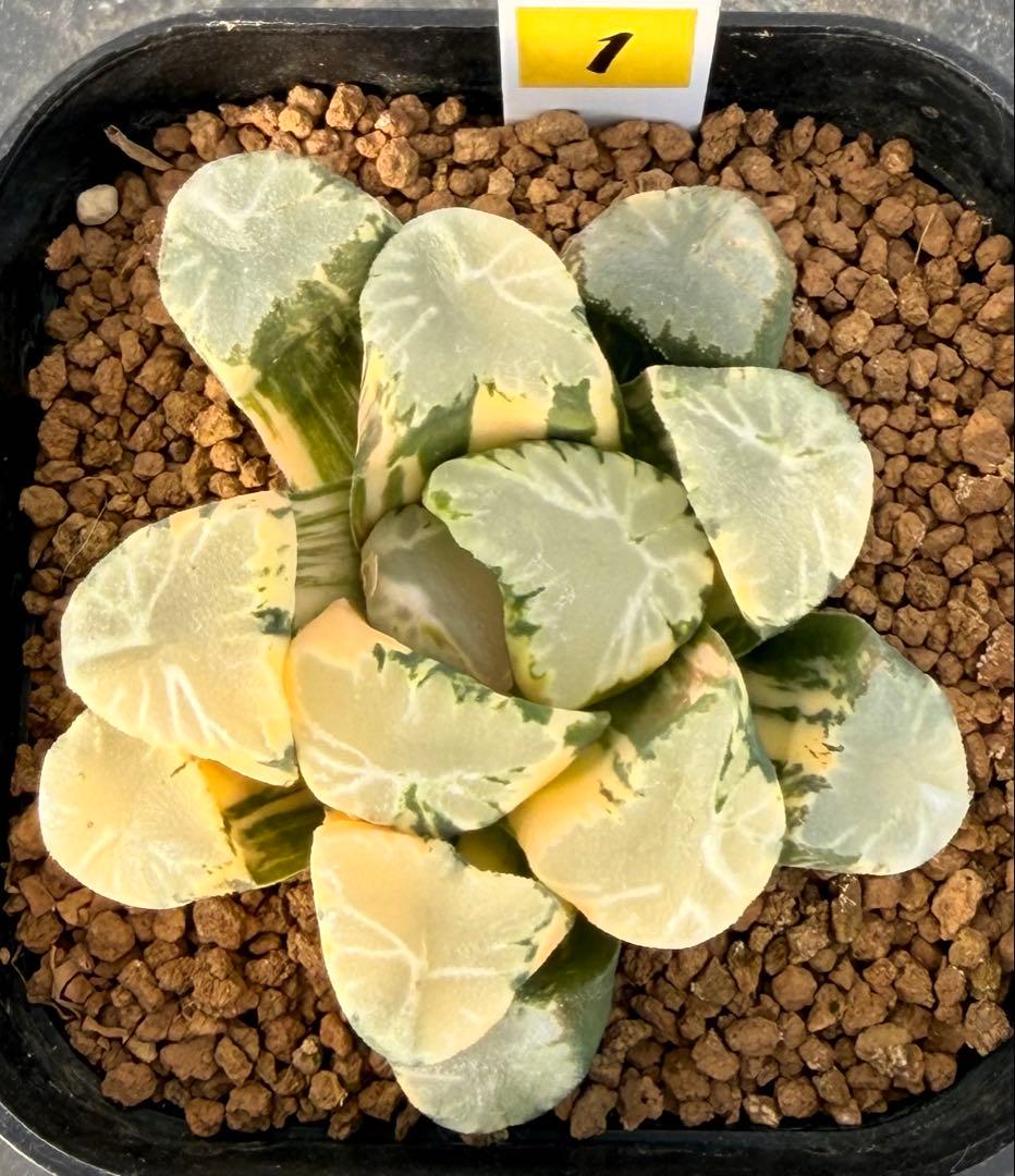 ハオルチア　万象　覇王錦　超極上株