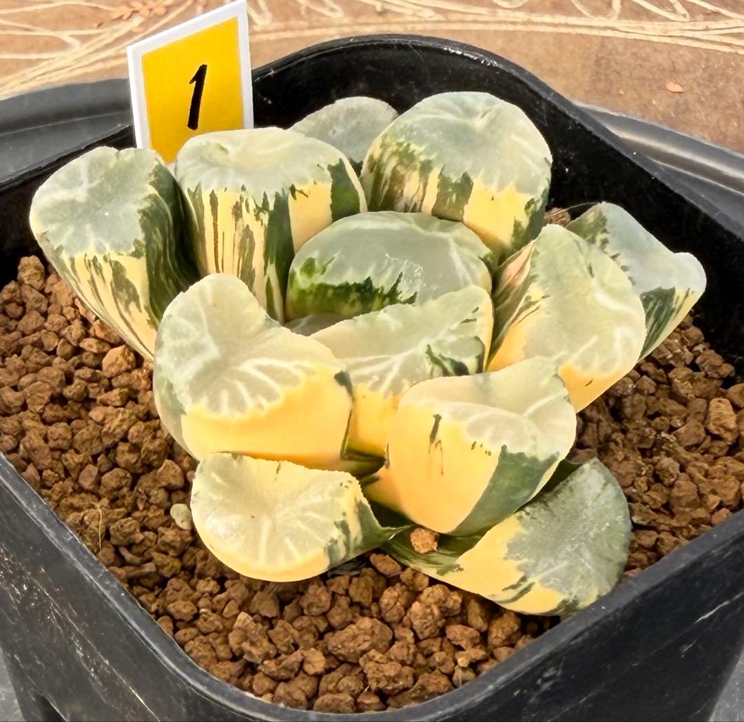 ハオルチア　万象　覇王錦　超極上株