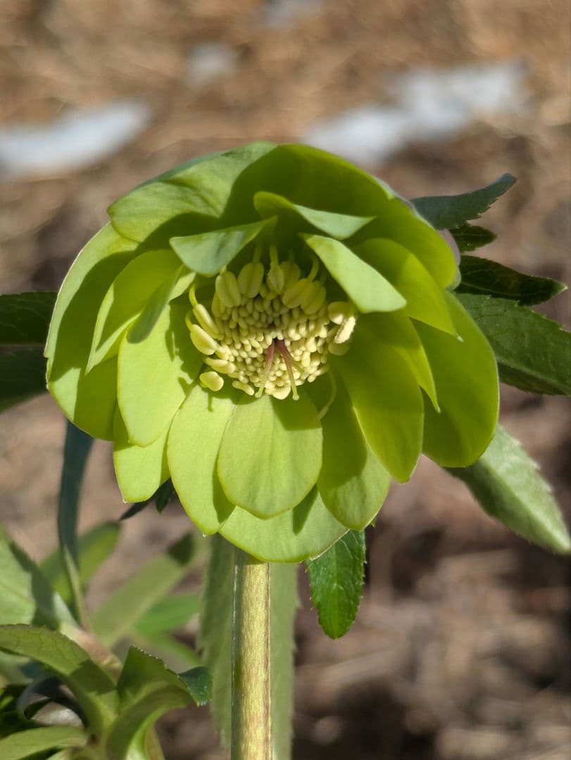 ウィンターシンフォニー クリスマスローズ【原種系ライトグリーンdd】カップ咲き