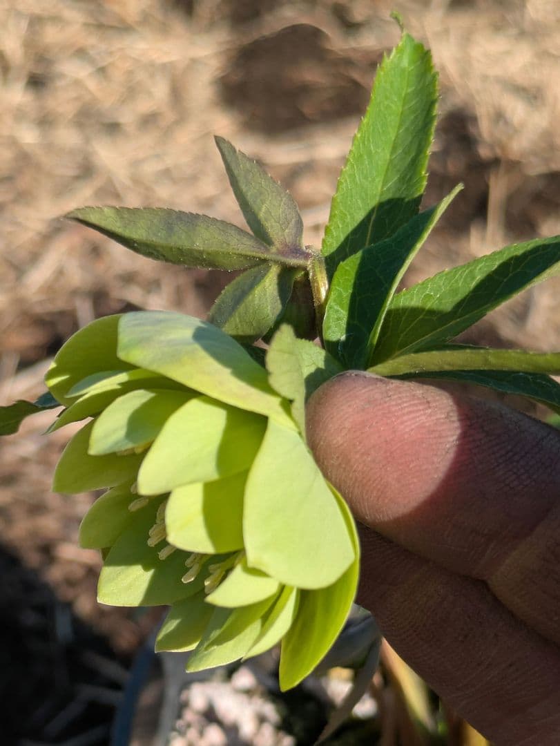 ウィンターシンフォニー クリスマスローズ【原種系ライトグリーンdd】カップ咲き