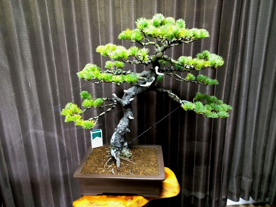 【大品 五葉松盆栽】真柏　　　　⭕吾妻五葉 (短葉)大迫力❗