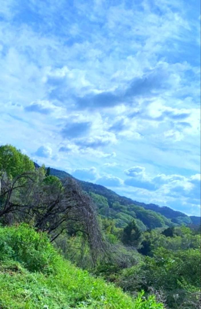 【休止中】今年生まれの天然竹＊標高400m清浄山奥から直送＊DIY・作品等に