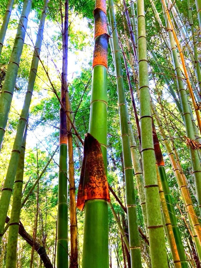【休止中】今年生まれの天然竹＊標高400m清浄山奥から直送＊DIY・作品等に