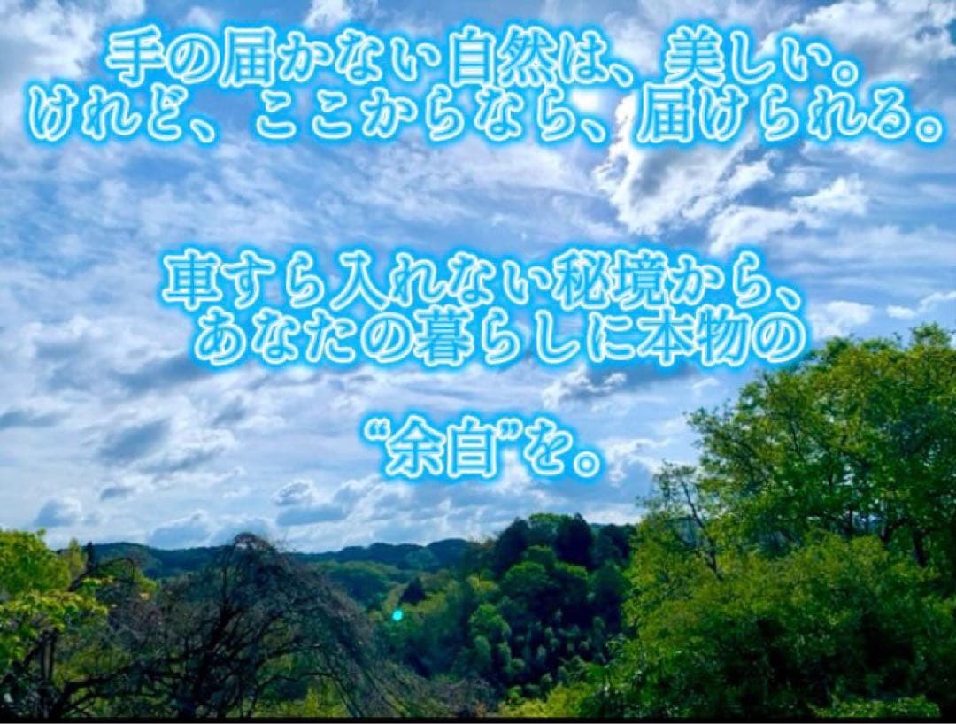 【休止中】今年生まれの天然竹＊標高400m清浄山奥から直送＊DIY・作品等に