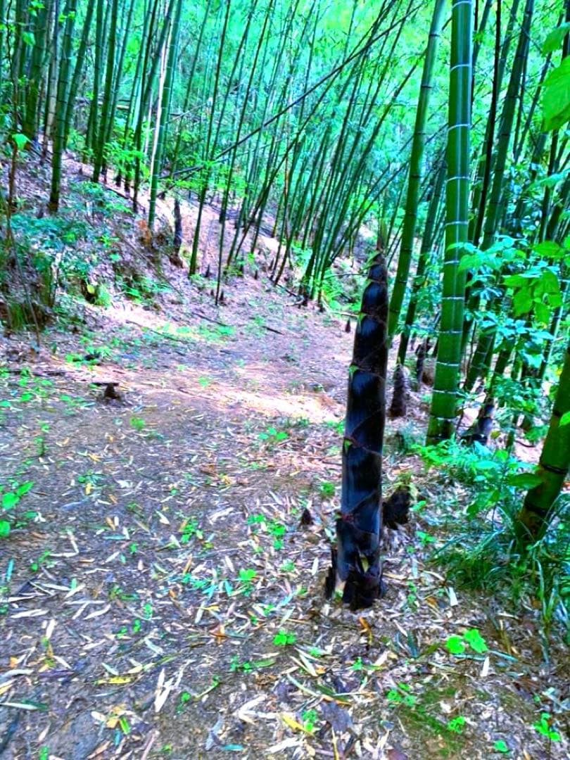 【休止中】今年生まれの天然竹＊標高400m清浄山奥から直送＊DIY・作品等に