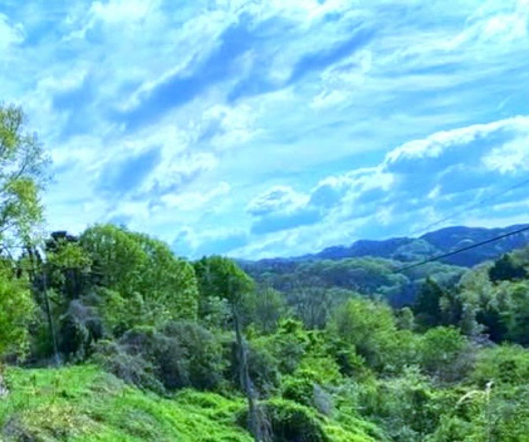 【休止中】今年生まれの天然竹＊標高400m清浄山奥から直送＊DIY・作品等に