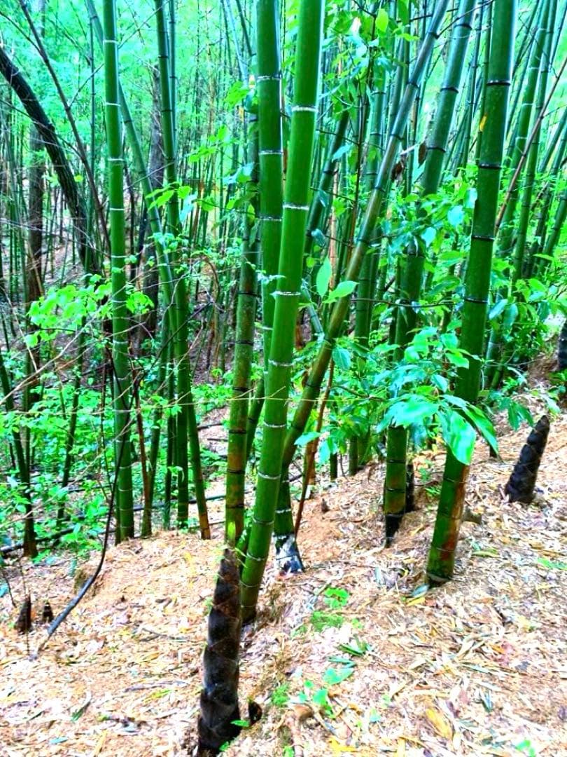 【休止中】今年生まれの天然竹＊標高400m清浄山奥から直送＊DIY・作品等に