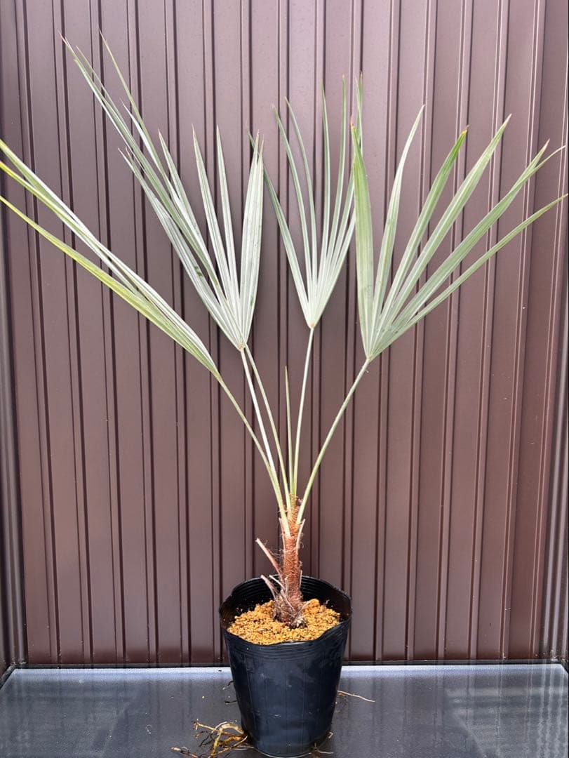 ブラヘア アルマータ A 特白個体　地植え可能株