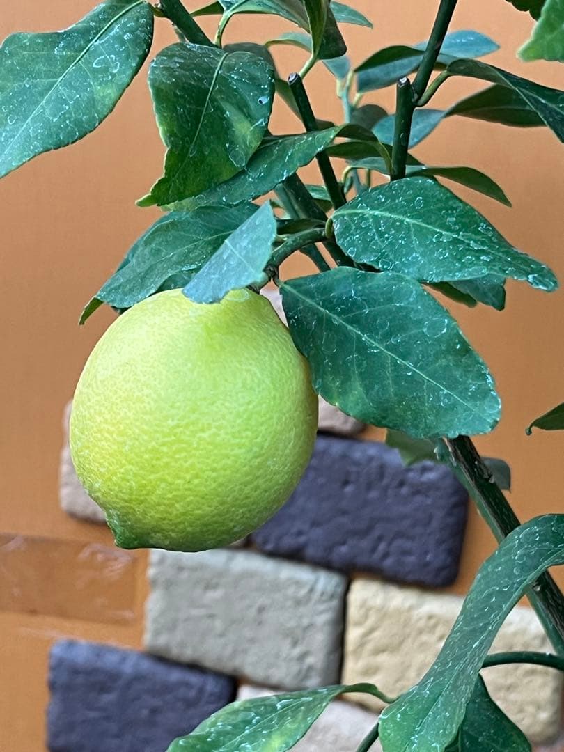 瀬戸内レモン10 ２点セット