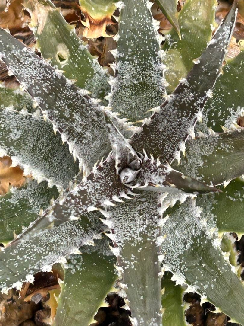 DBディッキア Arizona x BS hybrid small #103 ⑵