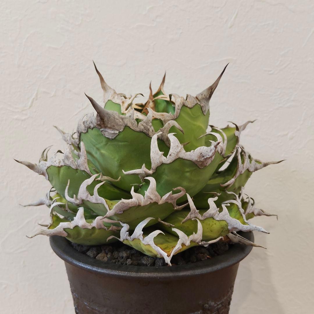 特選 チタノタ シーザー (パキプス パキポディウム グラキリス SRL )