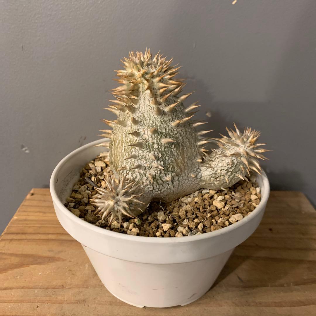 パキポディウム タッキー×レウコキサンツム　ハイブリッド