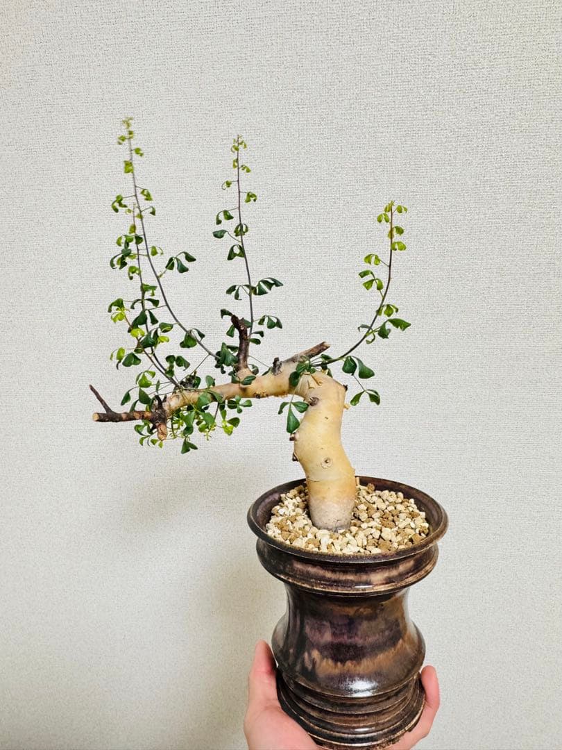 l*n様 コミフォラ カタフ ピュア 【collection】