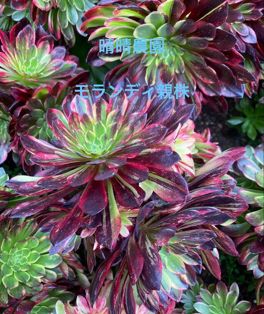 アエオニウム モランディ親株