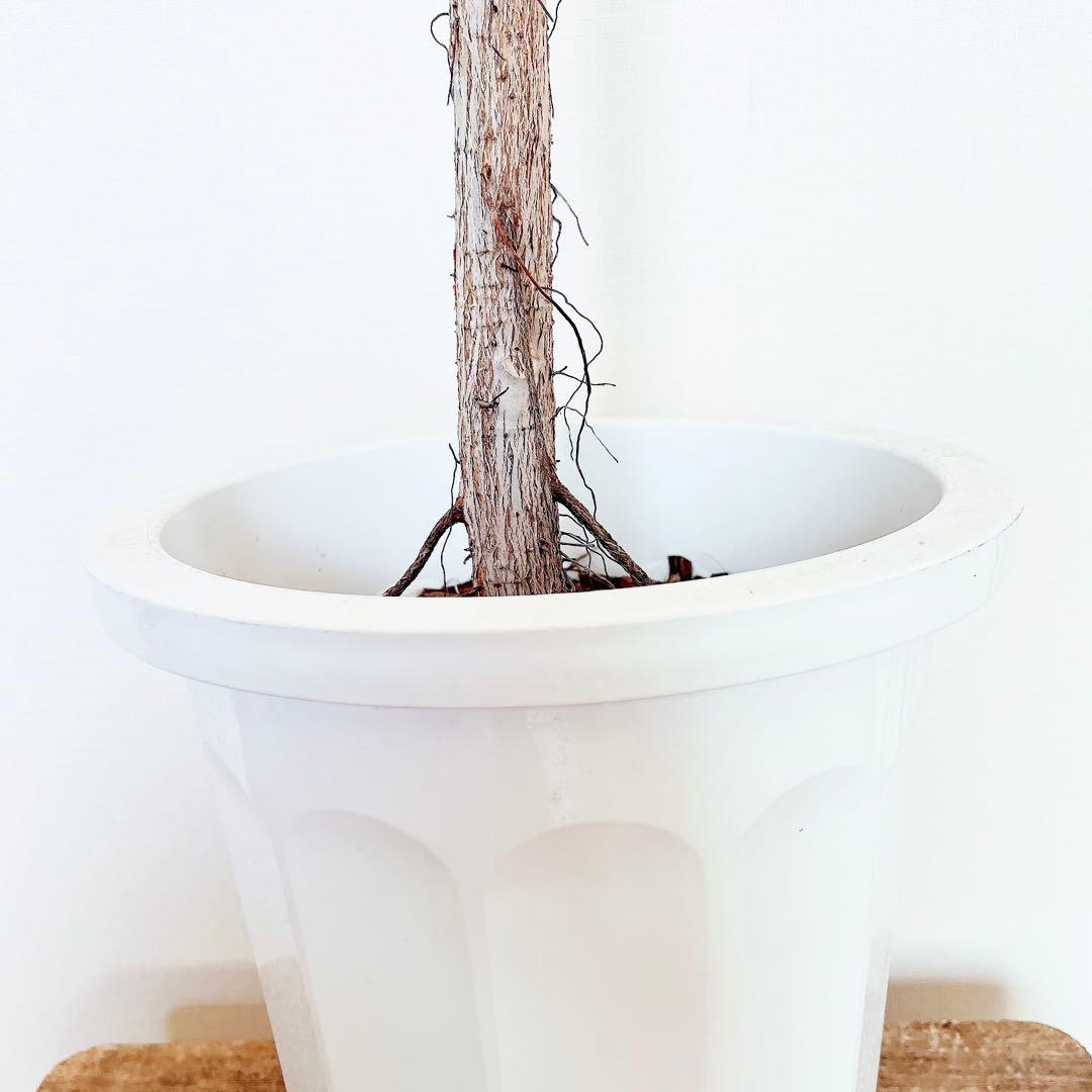 希少 フィカス アフリカンプリンス 幹太 観葉植物 大型 室内 calmcafe