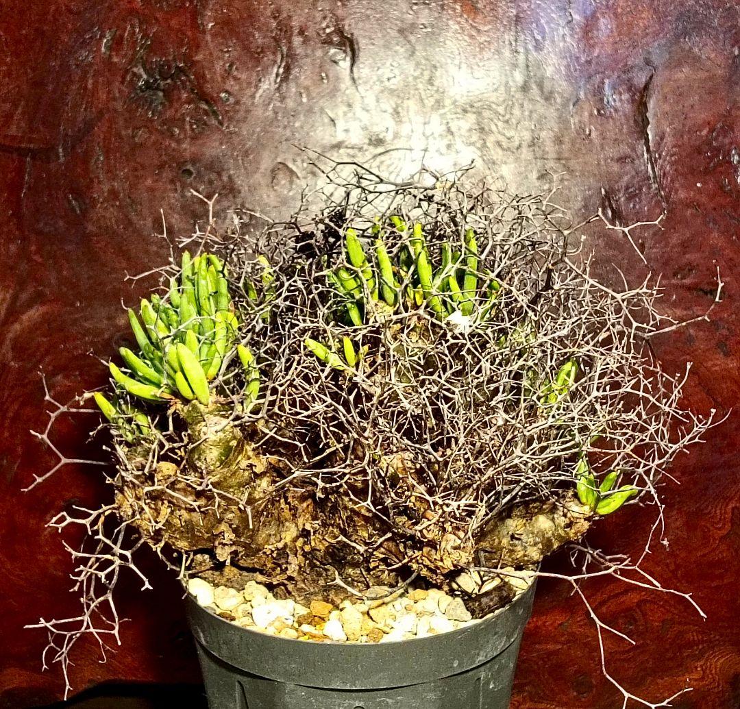 値下げ不可早いもの勝ち！　チレコドン　レティキュラーツス　万物想