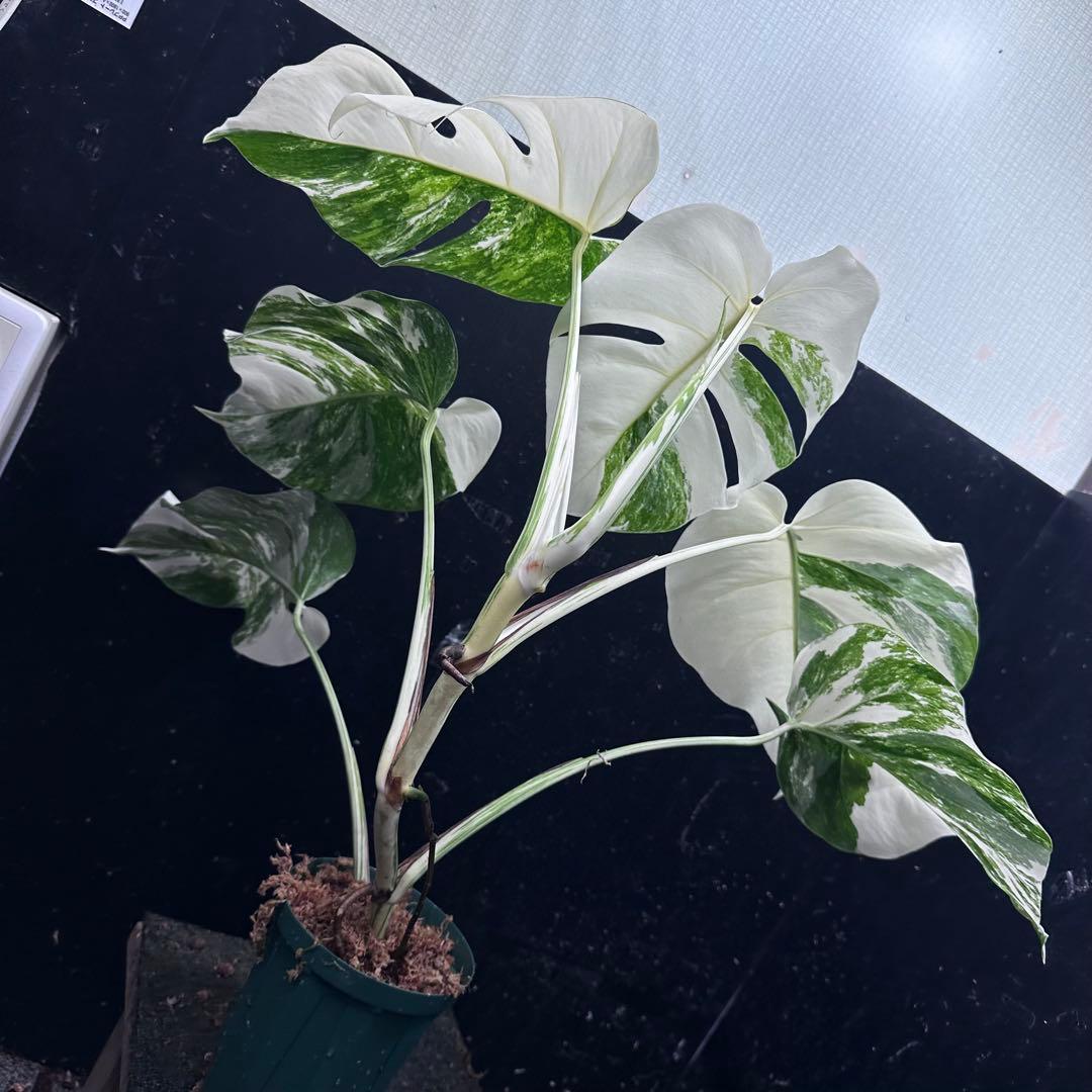 r*i様 斑入りモンステラ ホワイトタイガー極美大株65cm白斑多