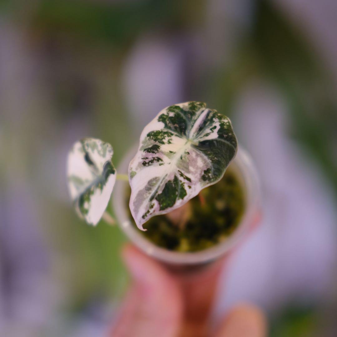 Alocasia Black Velvet Pink │ アロカシア