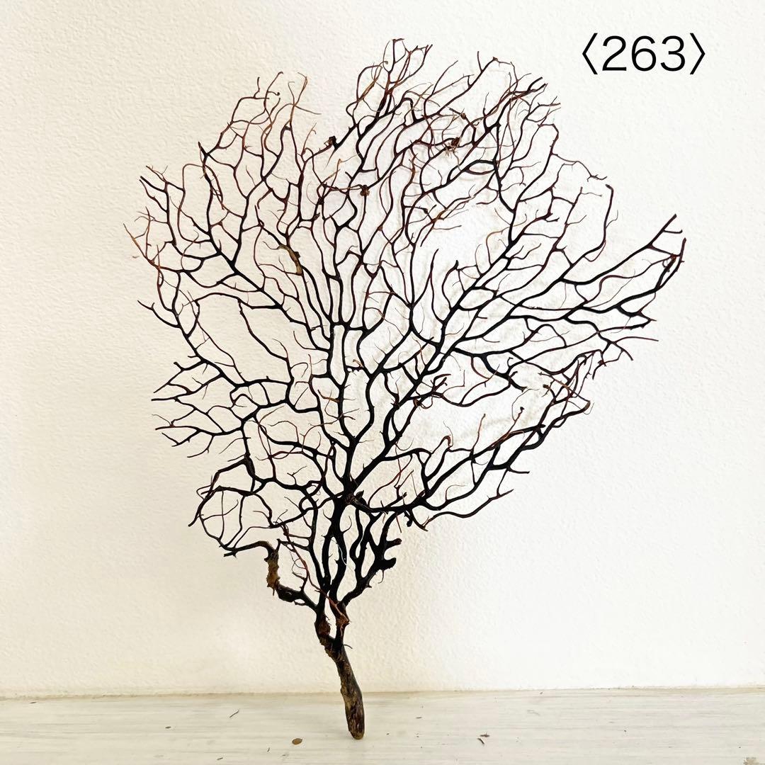 Hiro　ウミウチワ〈263〉