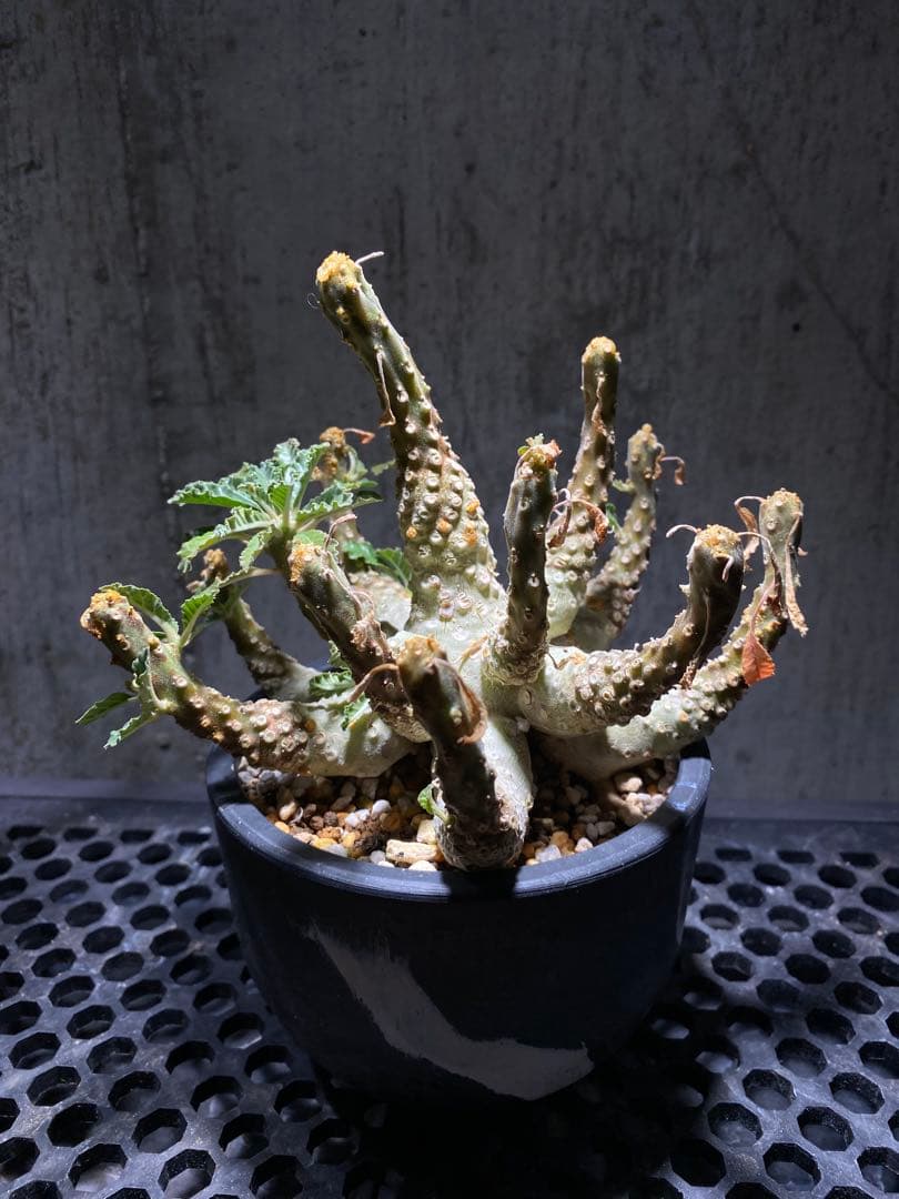 ドルステニア　ラブラニー　大株　美株