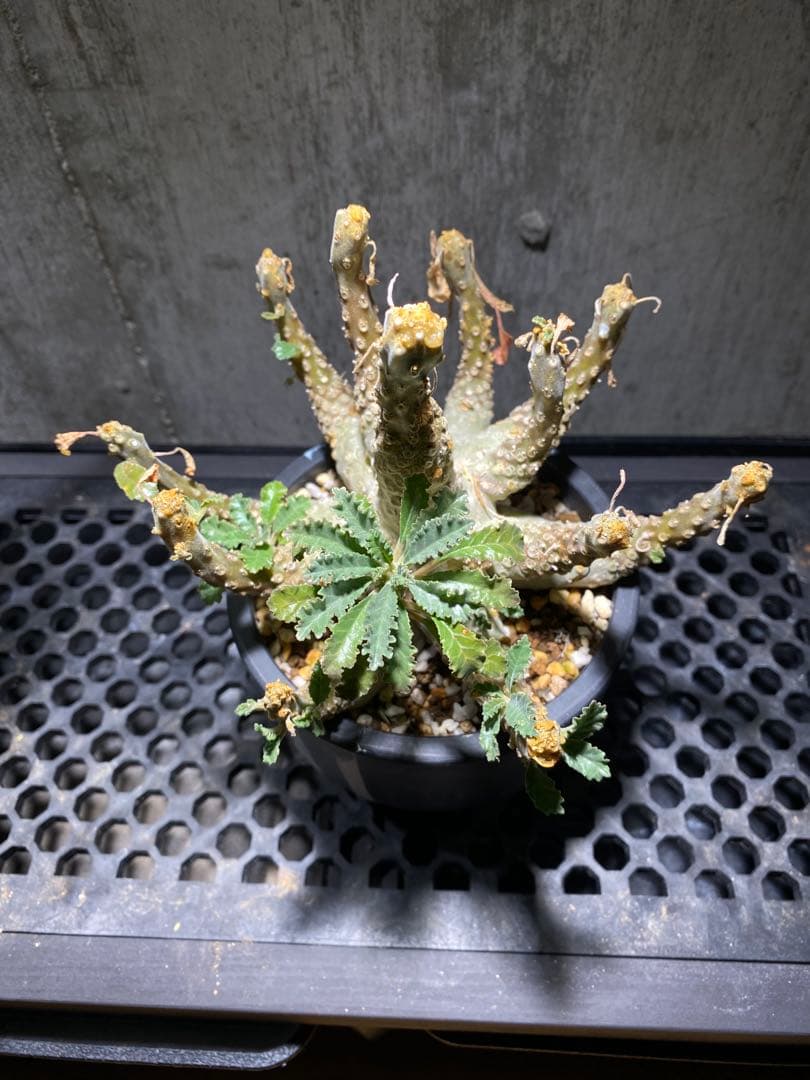 ドルステニア　ラブラニー　大株　美株