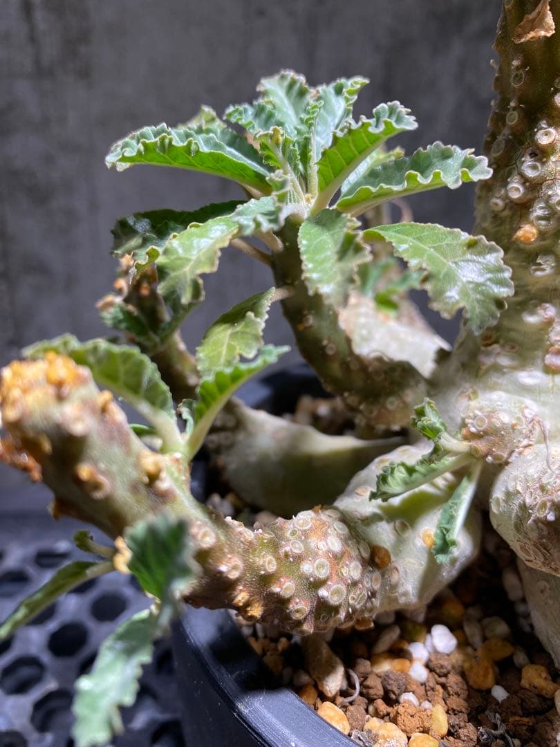 ドルステニア　ラブラニー　大株　美株