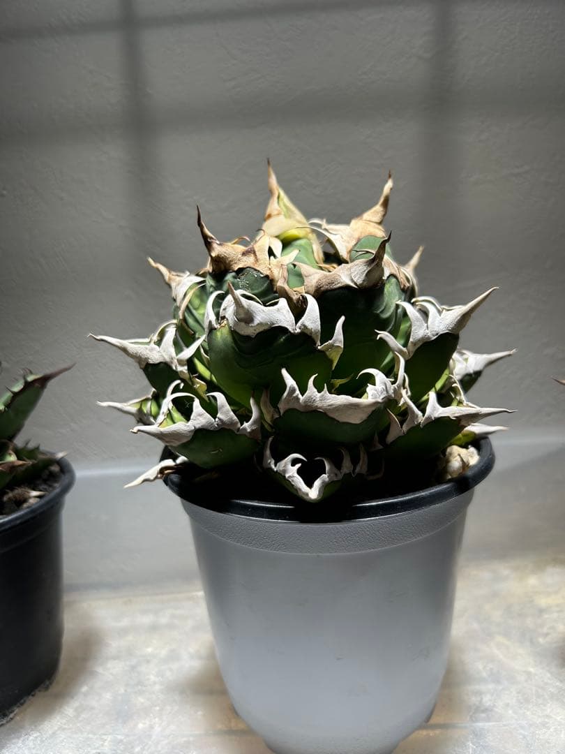 アガベ　レッドキャットウィーズル