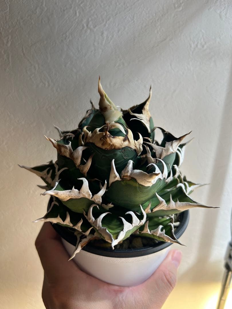 アガベ　レッドキャットウィーズル