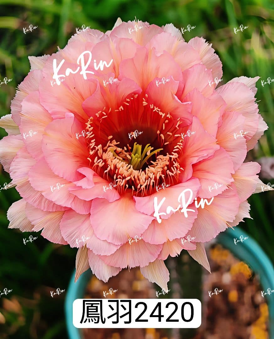 888-YU商品　花サボテン