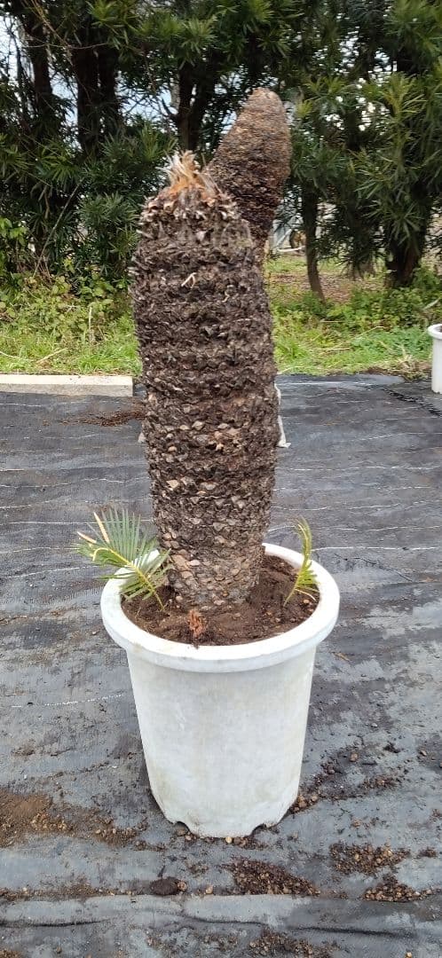 ソテツ　10号プラ鉢付き　高さ 83cm程(鉢底から)