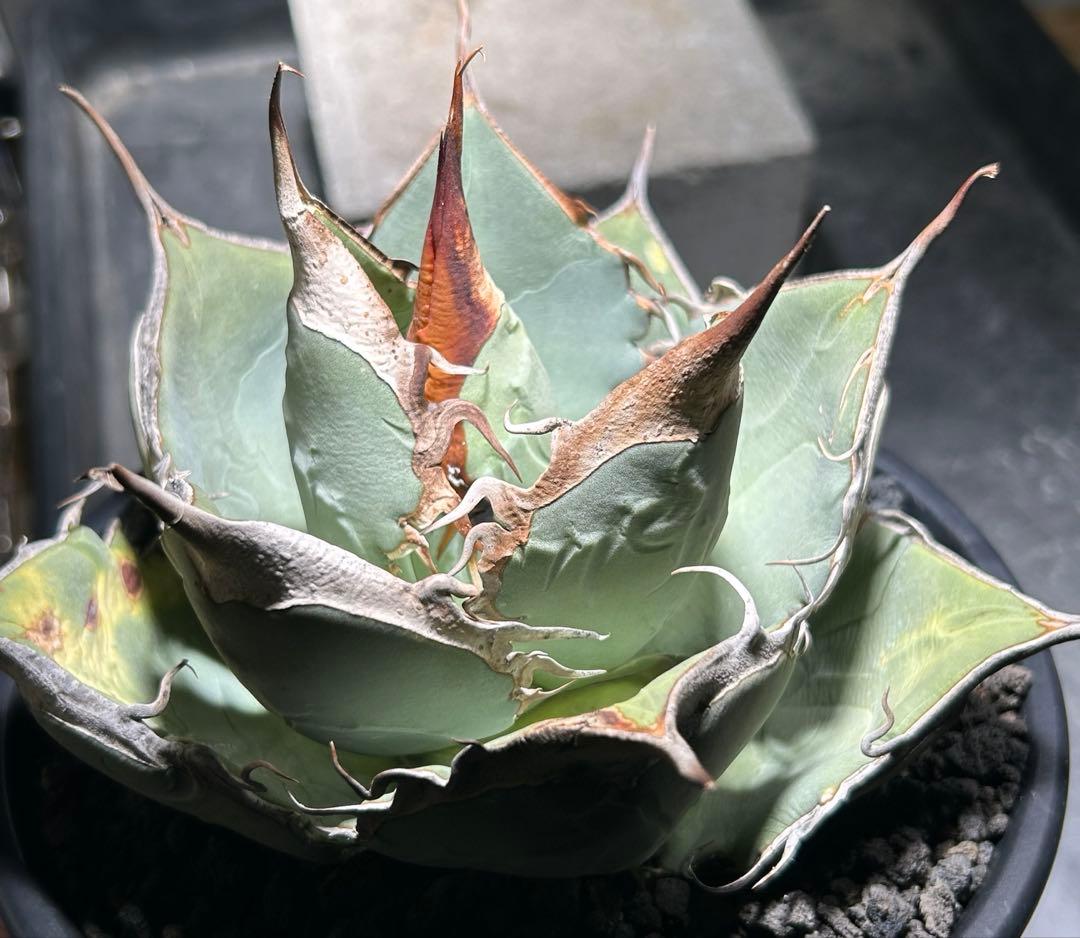 Agave oaxaca oteroi wild ブルー肌 バンド厚め