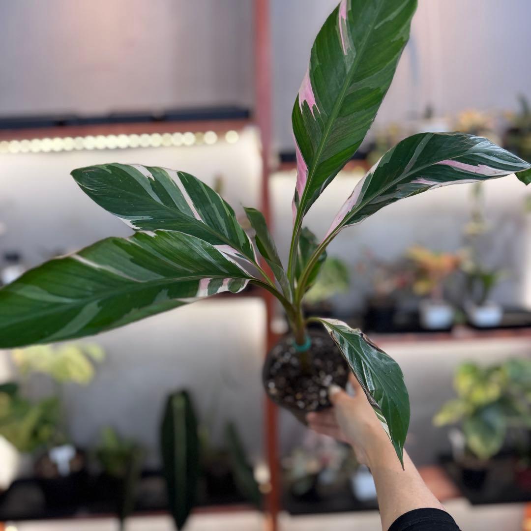 R*9様 57 S&P ムサ　ノノ　斑入りバナナ　ピンク斑入り