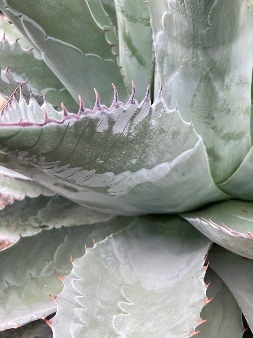 耐寒性アガベ パラサナ特大株◇ドライガーデン多肉サボテン島ユッカ　ロストラータ