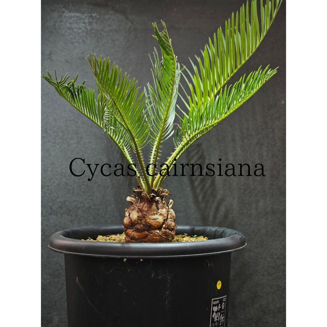 ③サイカス・カイルンシアナ Cycas cairnsiana