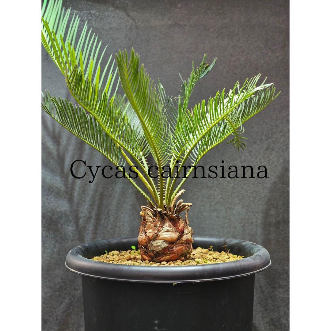 ③サイカス・カイルンシアナ Cycas cairnsiana