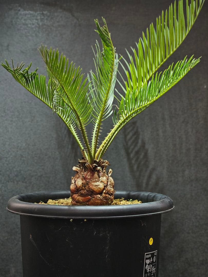 ③サイカス・カイルンシアナ Cycas cairnsiana