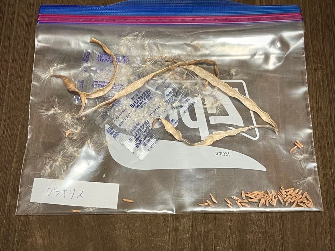 パキポディウム 種子 自家採種 4種 グラキリス 恵比寿笑い 大黒 マカイ