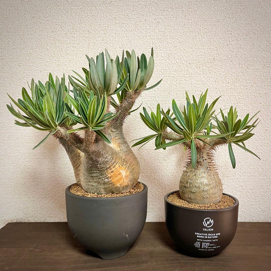 パキポディウム 種子 自家採種 4種 グラキリス 恵比寿笑い 大黒 マカイ