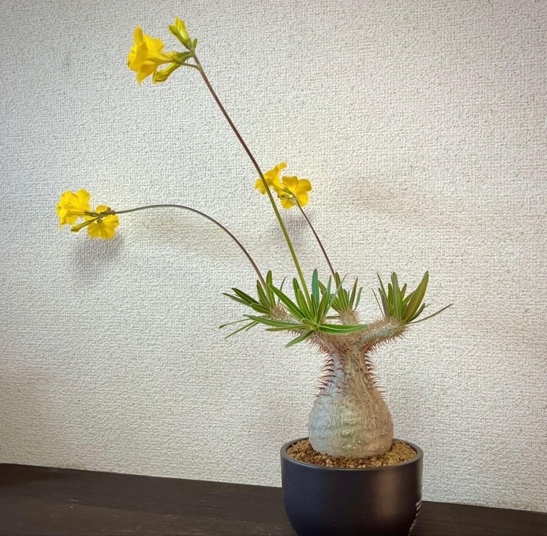 パキポディウム 種子 自家採種 4種 グラキリス 恵比寿笑い 大黒 マカイ