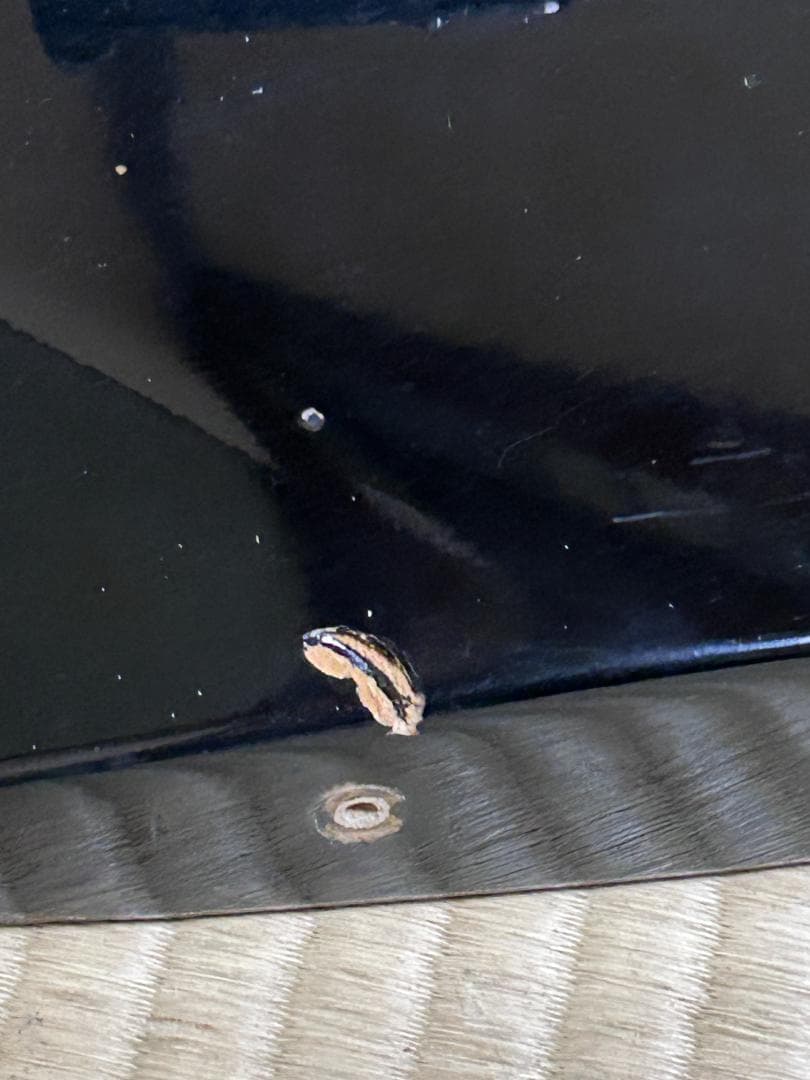 最*人様 FERNANDES LIMITED　EDITION　 現状