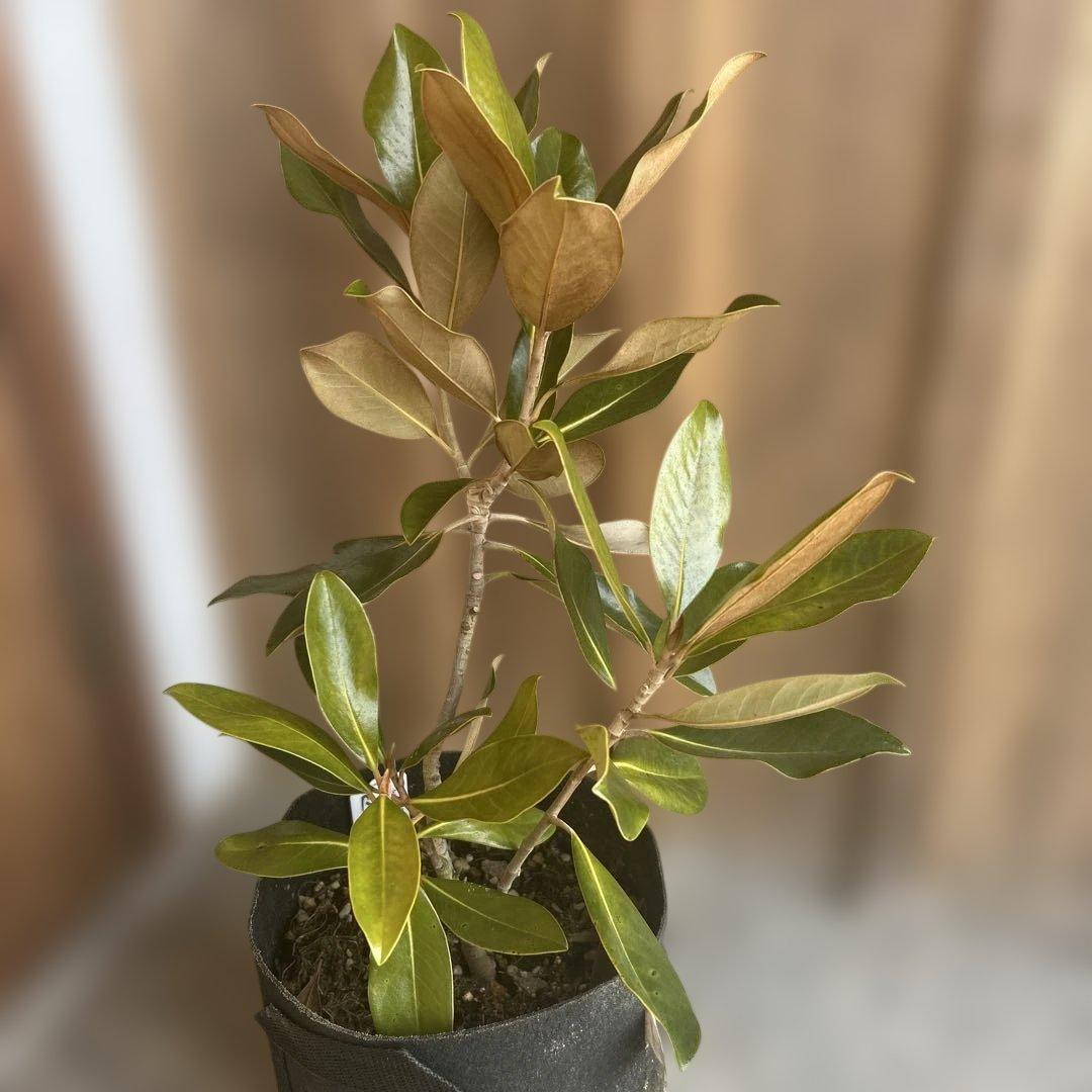 常緑樹　リトルジェム