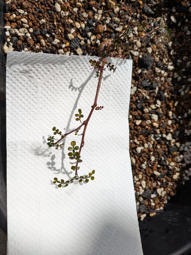 オペルクリカリア・パキプス　根挿し株