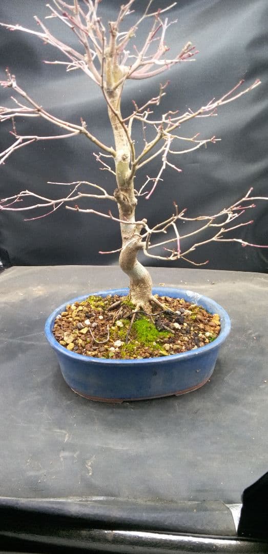 貴風盆栽山紅葉