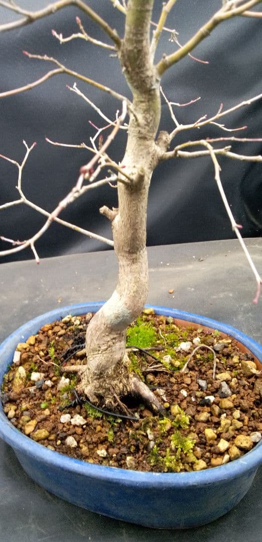 貴風盆栽山紅葉