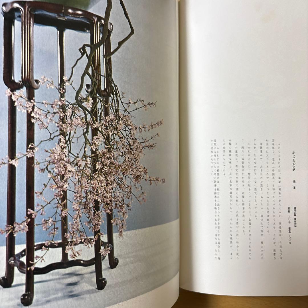 日本盆栽大観 日本盆栽協会 初版